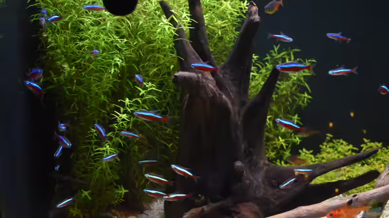 Roter Neon  von Peter Peter (101)