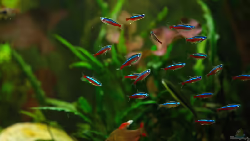 Roter Neon  von Sarah (36)