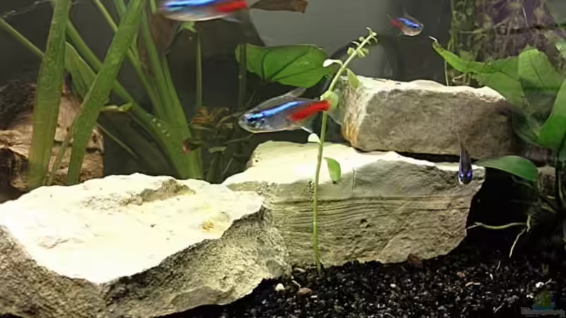 Roter Neon  von Stony (5)