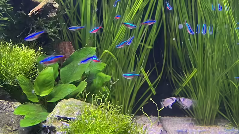 Roter Neon als Schwarmfisch von Dietmar Keßl (32)