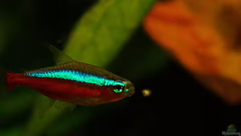 Roter Neon beim Fressen von Andi Hofstetter (10)