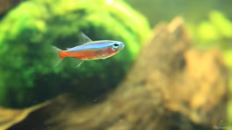 Roter Neon,Einer von 8 von Ralf Kl (24)