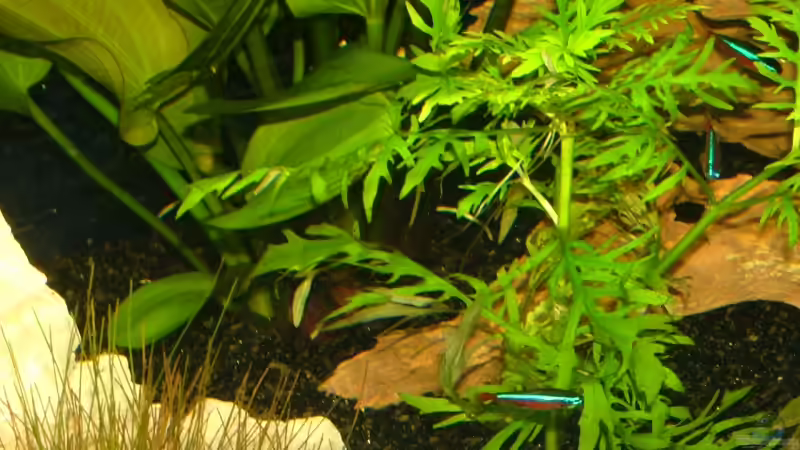 Roter Neon I von LoidlStef (8)