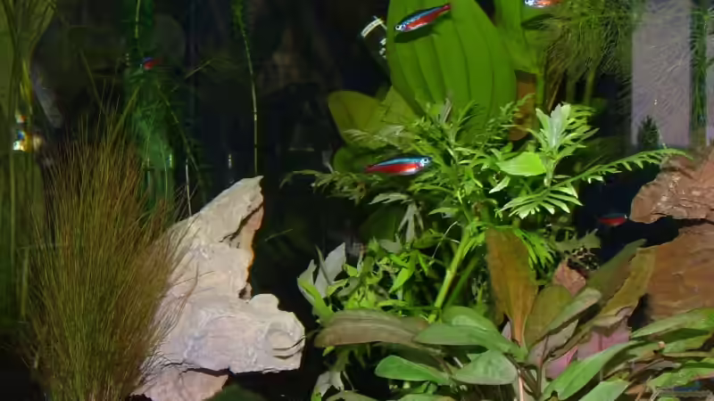 Roter Neon II von LoidlStef (9)