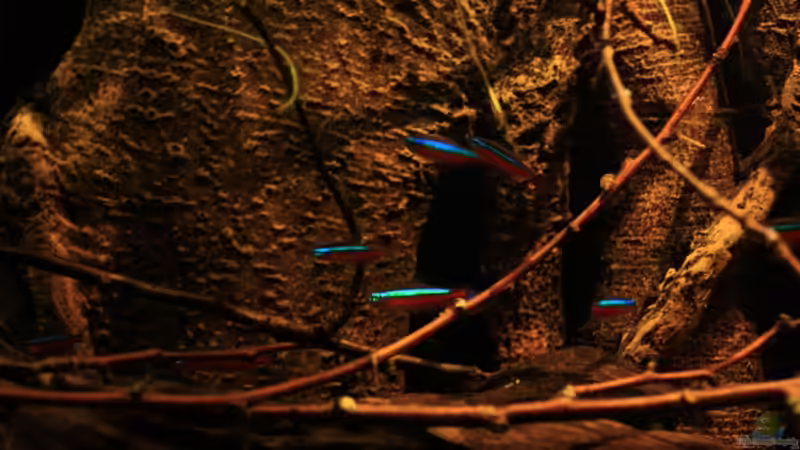 Roter Neon im Borderland Becken von Florian Bandhauer (59)