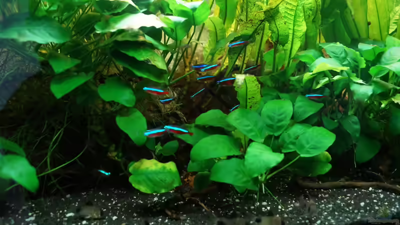 Roter Neon Minischwarm von Guido Seifert (30)