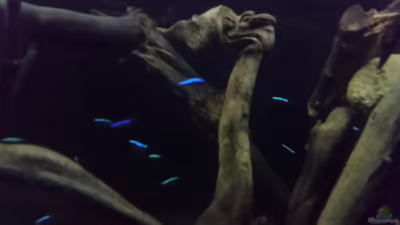 Roter Neon (Paracheirodon axelrodi) von Bernd N. (53)