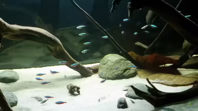 Roter Neon (Paracheirodon axelrodi) von Bernd N. (55)