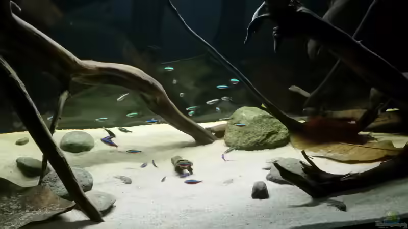 Roter Neon (Paracheirodon axelrodi) von Bernd N. (56)