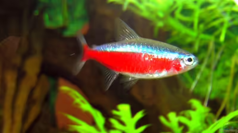 Roter Neon (Paracheirodon axelrodi) von jeaw70 (20)