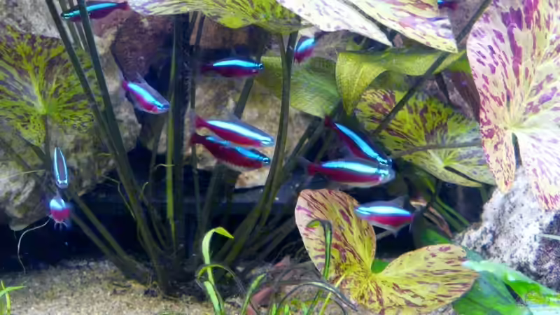 Roter Neon (Paracheirodon axelrodi) von Ravenclaw57 (44)