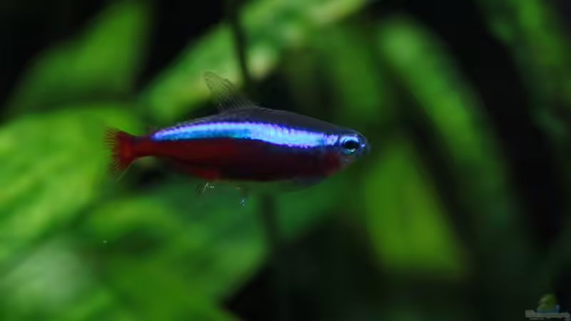 Roter Neon (Paracheirodon axelrodi) von semimarinus (33)