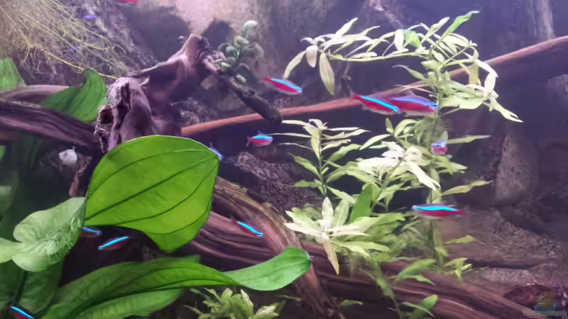 Roter Neon Schwarm von Andy Weiss (32)