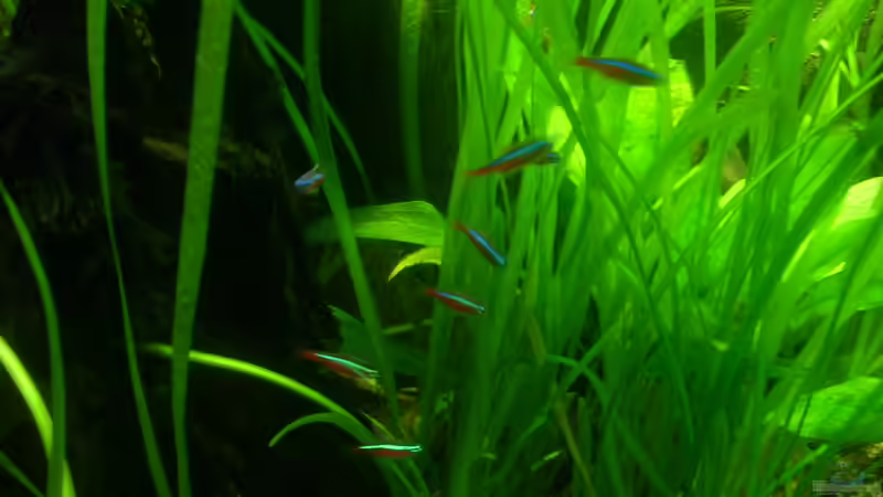 Roter Neon (Schwarm) von @quarium Cologne (104)