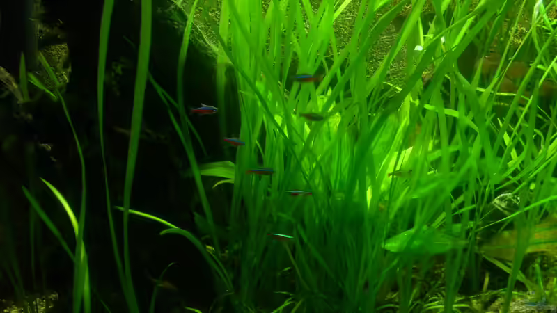 Roter Neon (Schwarm) von @quarium Cologne (105)