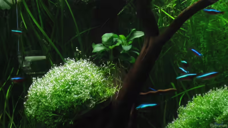 Roter Neon Schwarm von AquaTropica CGN (19)