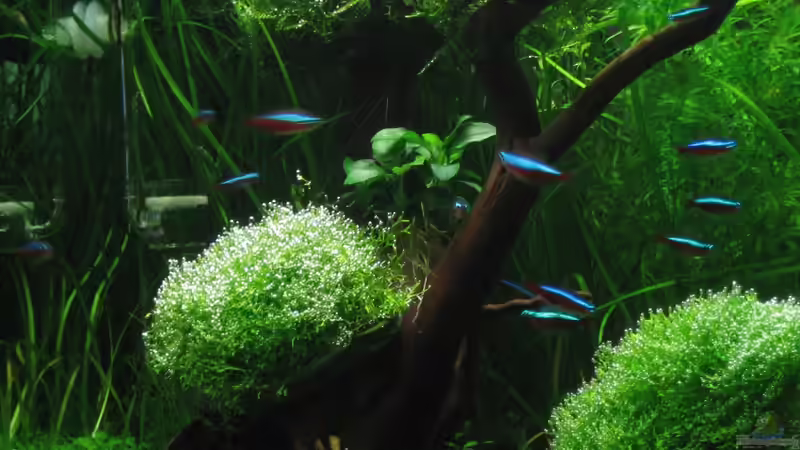 Roter Neon Schwarm von AquaTropica CGN (20)