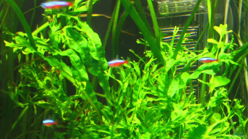 Roter Neon Schwarm von AquaTropica CGN (24)