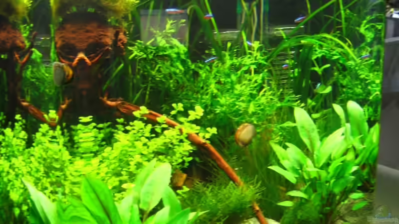 Roter Neon Schwarm von AquaTropica CGN (28)