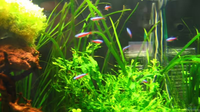 Roter Neon Schwarm von AquaTropica CGN (29)