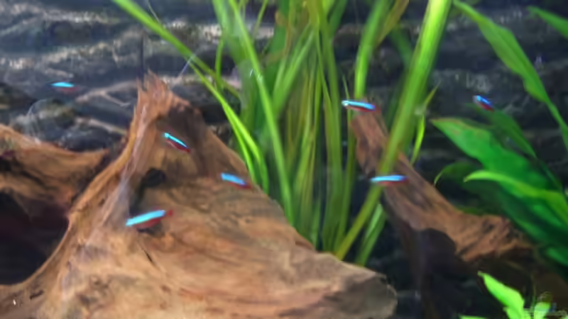 Roter Neon Schwarm von Johannes (17)