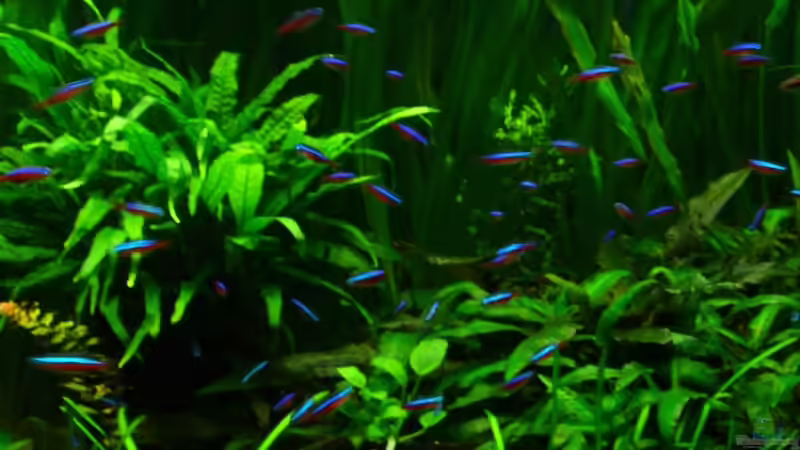 Roter Neon-Schwarm von Maggus (11)