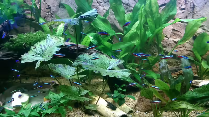 Roter Neon,Tigerlotus uvm von Ottche (90)