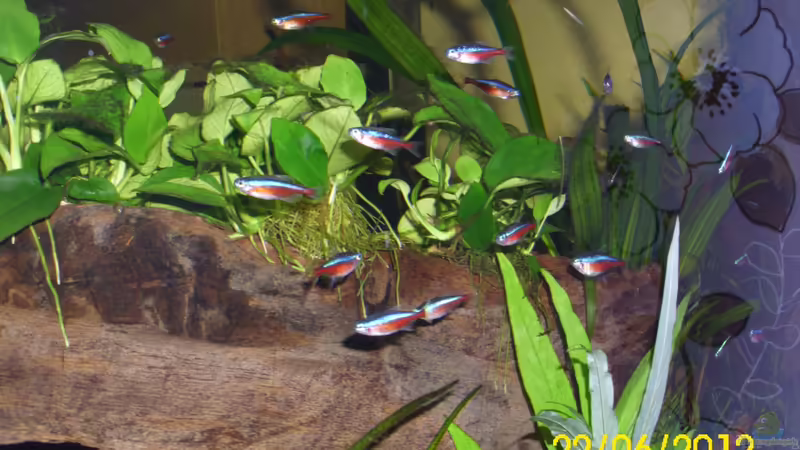 Roter Neon über einer Wurzel und Anubias 2 von Günther Kröger (46)