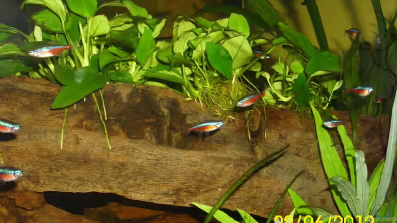 Roter Neon über einer Wurzel und Anubias von Günther Kröger (45)