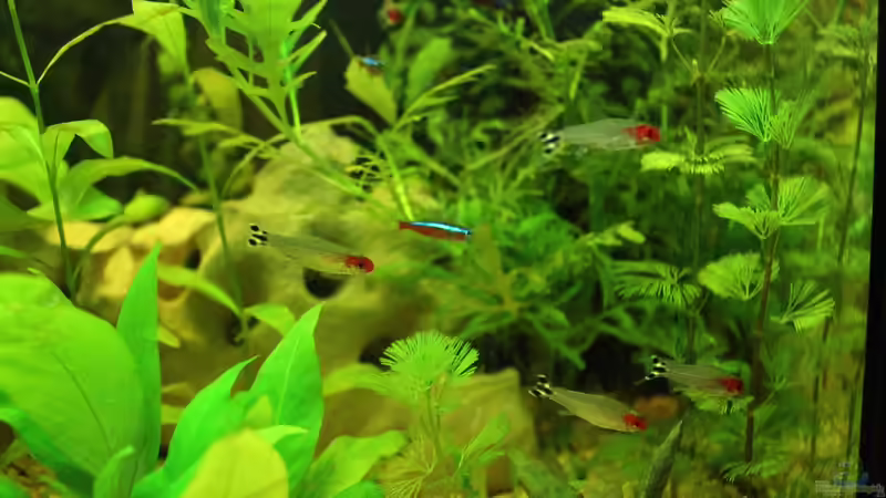 Roter Neon und Rotkopfsalmler von Ralf Kl (23)