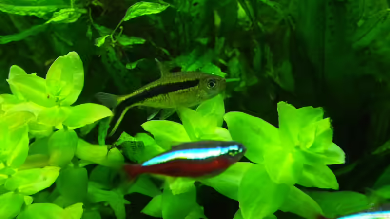 Roter Neon und Schrägschwimmer von Oberoesterreicher (39)