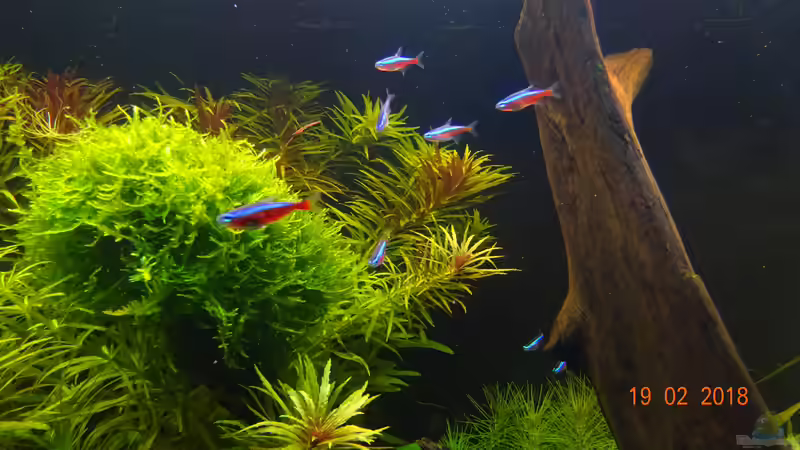 Roter Neon von Aqua-Josh (25)