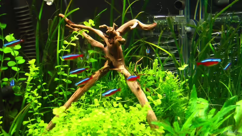 Roter Neon von AquaTropica CGN (1)