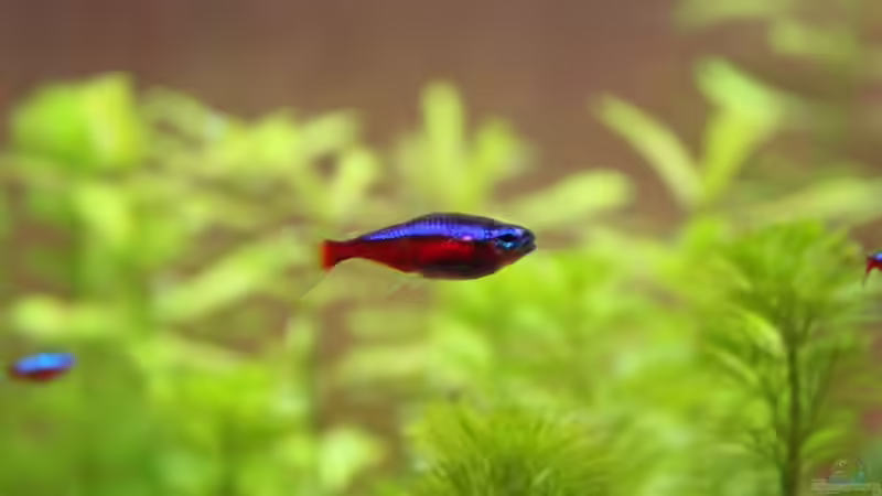 Roter Neon von Chaos Master (20)