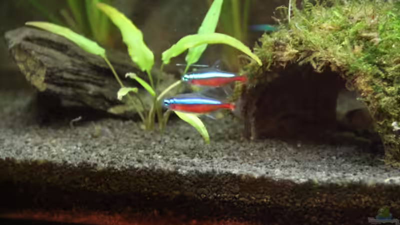 Roter Neon von Domenico W. (10)