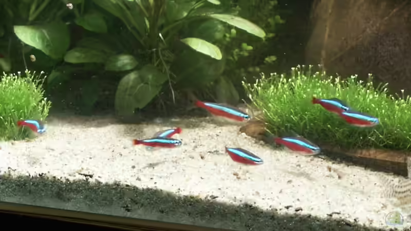 Roter Neon von Dschinn (62)