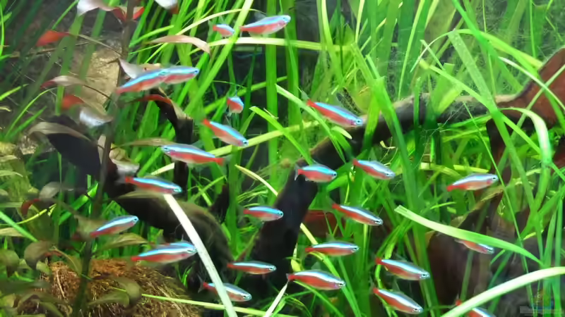 Roter Neon von Fabian S. (6)