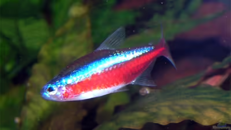 Roter Neon von Fossybear (51)