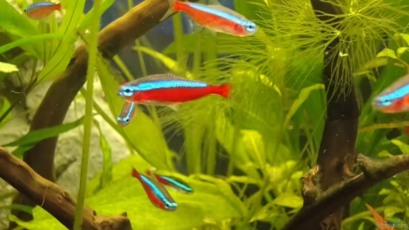 Roter Neon von Franz Wüest (20)