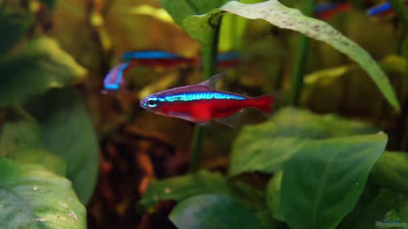 Roter Neon von Guido Seifert (26)