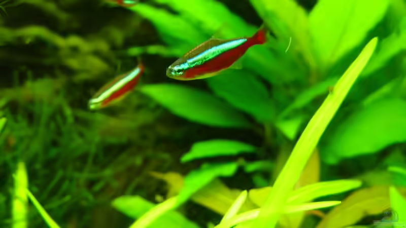 Roter Neon von Igor Cernitori (12)