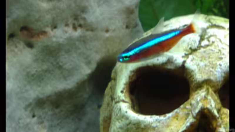 Roter Neon von Knypser (5)