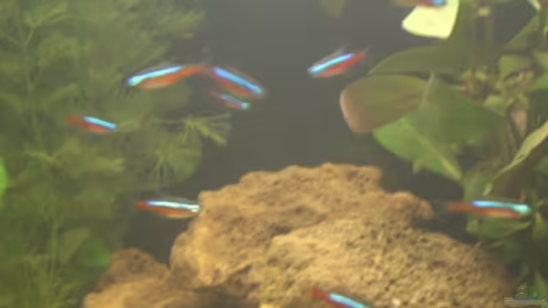 Roter Neon von Mario H. (18)