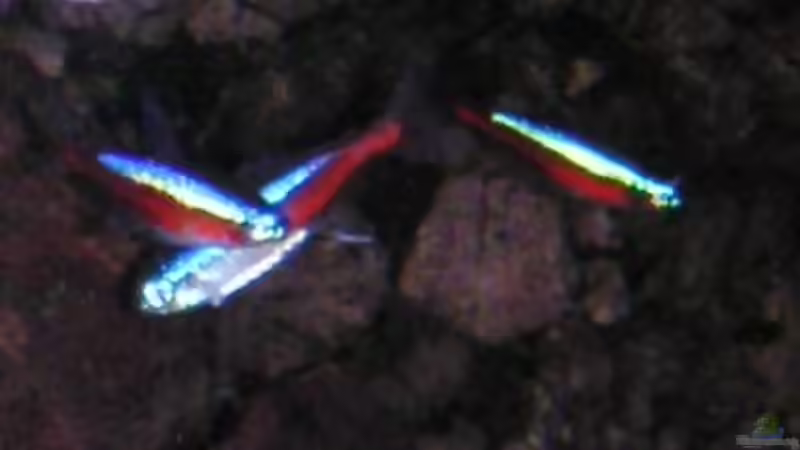 Roter Neon von Me)-(@niC ©® (34)