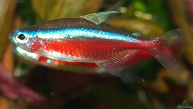 roter Neon von Michael Sch. (17)