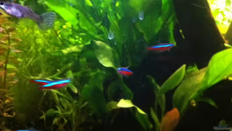 Roter Neon von Royal Flush (2)