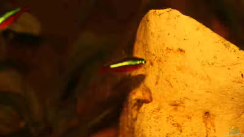 Roter Neon von Tobias Dykstra (3)