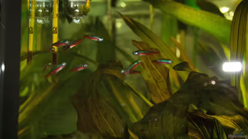 Roter Neon von Verkaufe mein Aquarium (14)