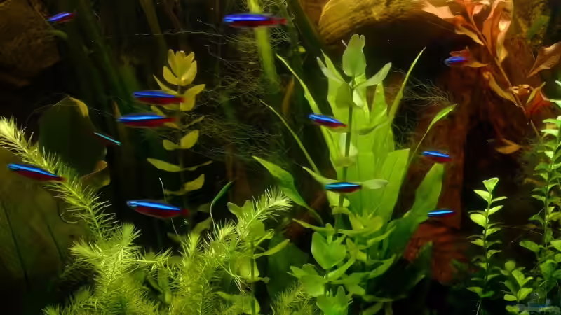 Roter Neons von TetraMike (33)