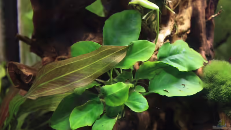 Roter Oktober und blühende Anubias von Pfennigkraut (10)